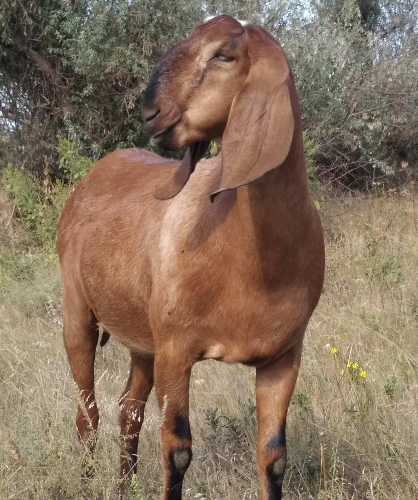 нубийская коза